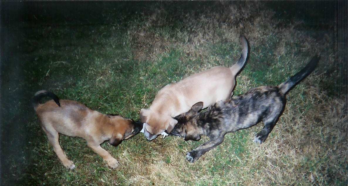doggy5.gif